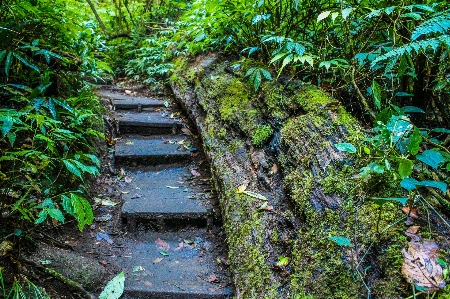 Foto Alam taman hutan hijau