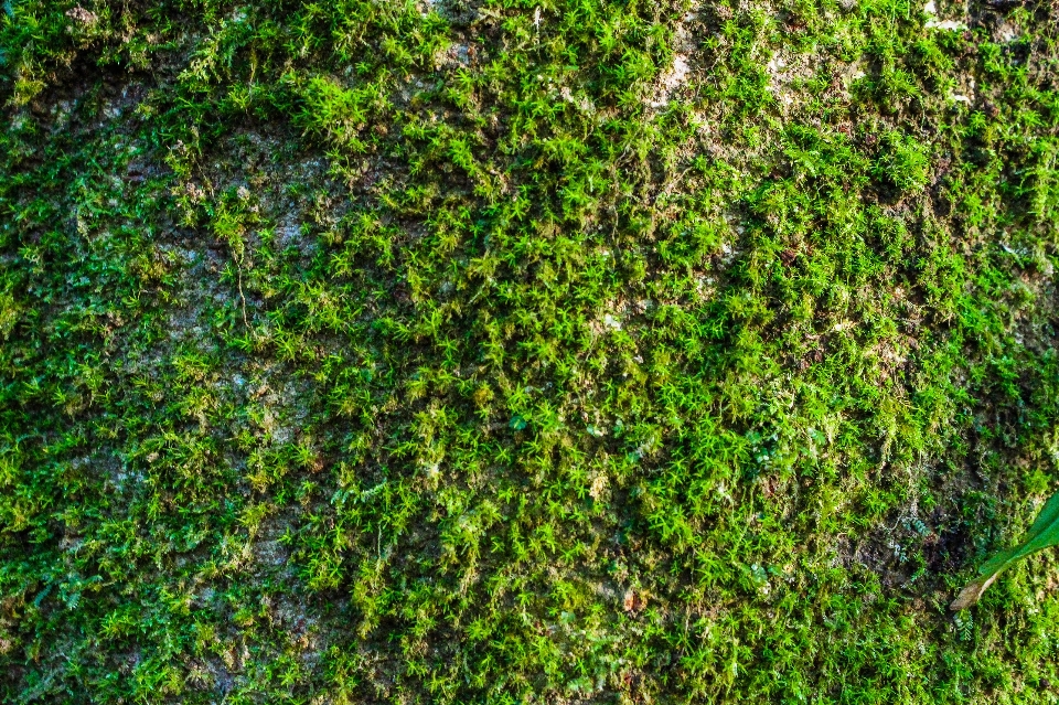 Natur park wald grün