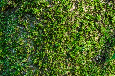 自然 公園 森 緑 写真