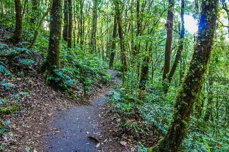 Foto Alam taman hutan hijau