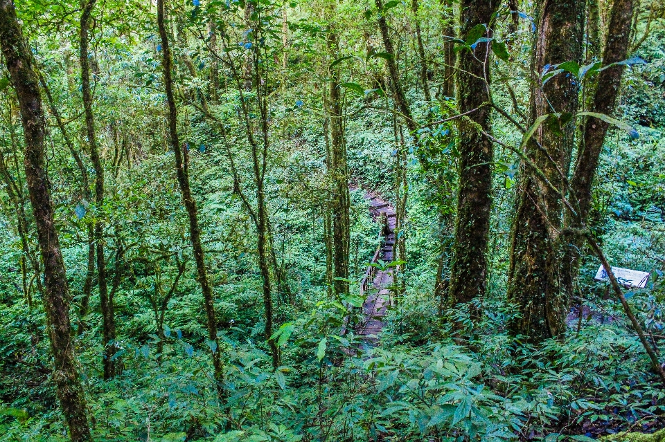 Alam taman hutan hijau