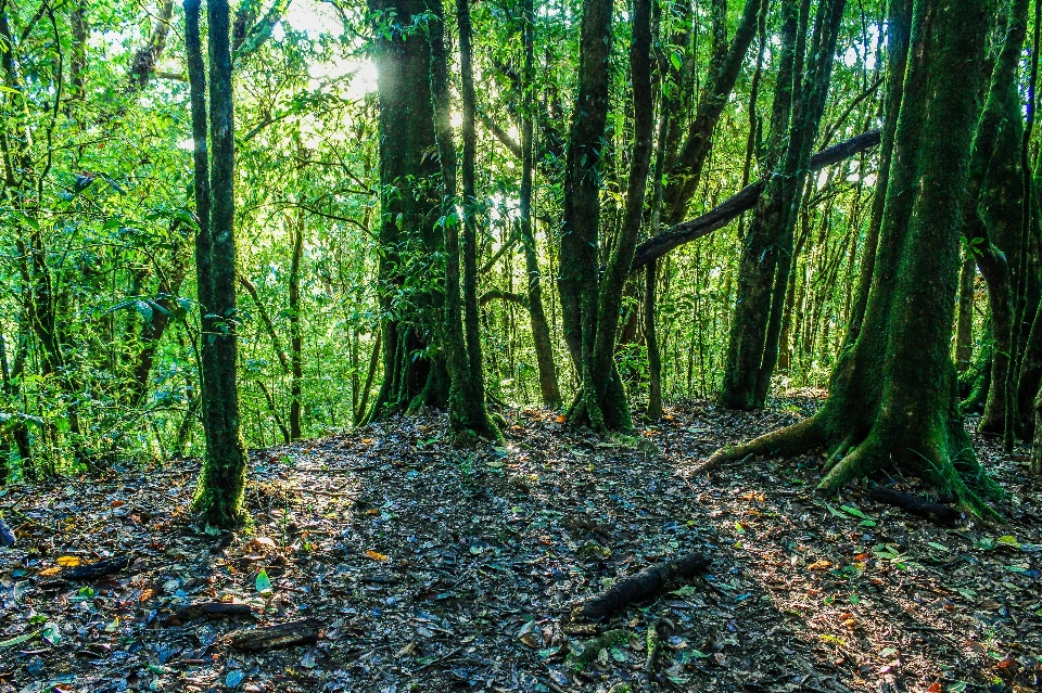 Nature park forest green