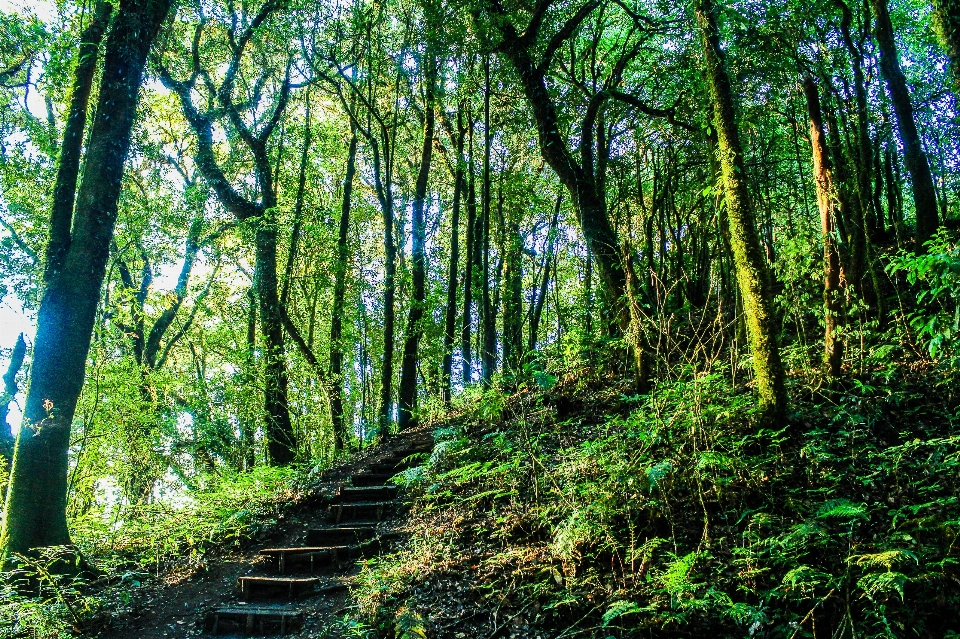 Nature park forest green