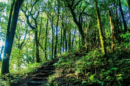 Nature park forest green Photo