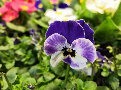 Flower flowering plant pansy violet Photo