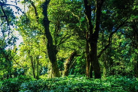 自然 公園 森 緑 写真