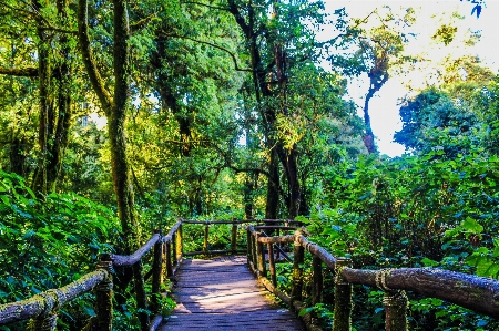 自然 公園 森 緑 写真