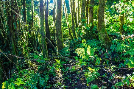 Foto Alam taman hutan hijau