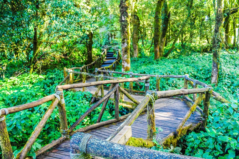 Alam taman hutan hijau