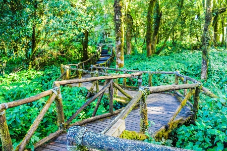 自然 公園 森 緑 写真