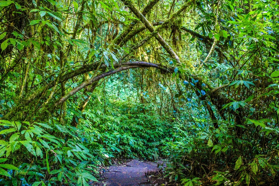 自然 公園 森 緑