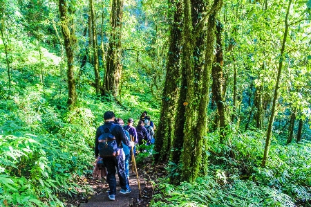 Nature park forest green Photo