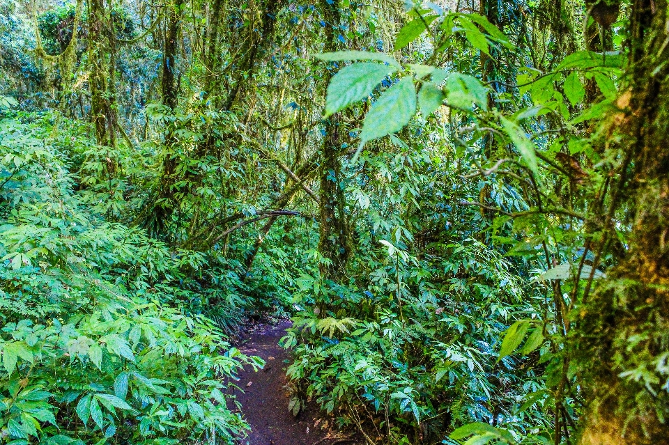 Nature parc forêt vert