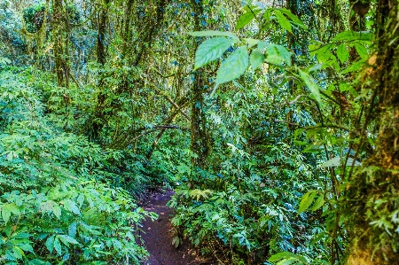 Foto Alam taman hutan hijau