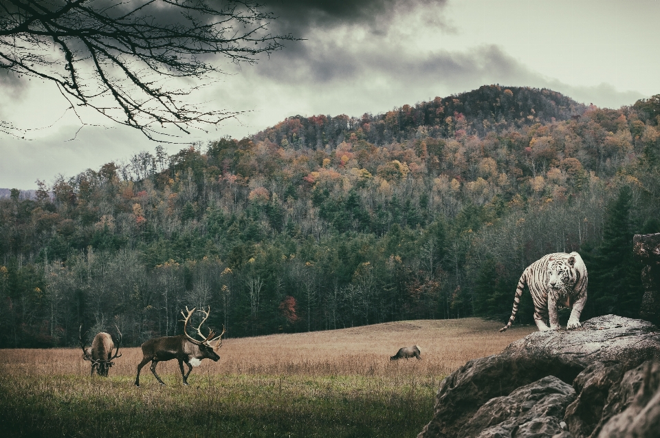 Nature tress tiger deer