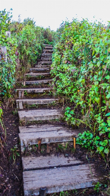 Jungle footpath garden path