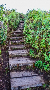 Jungle footpath garden path Photo