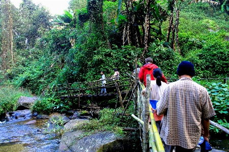 Jungle footpath garden path Photo