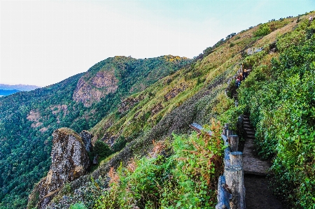 Jungle footpath garden path Photo