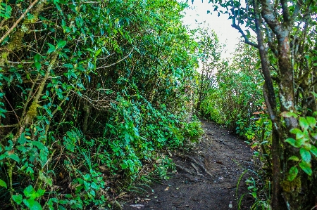 Jungle footpath garden path Photo