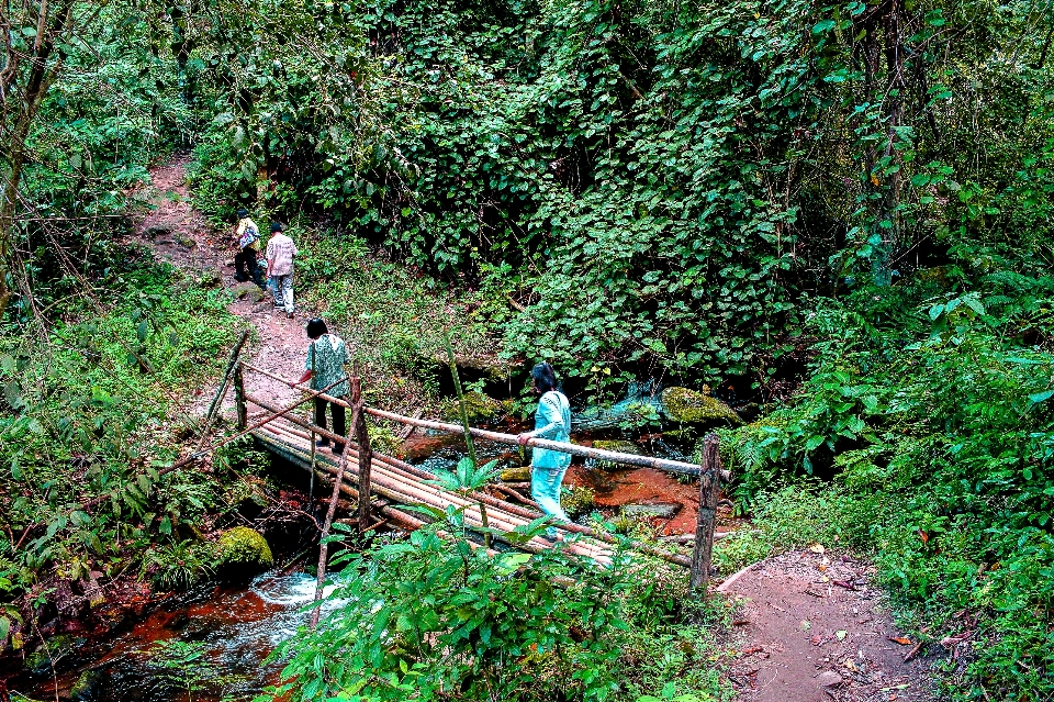 Jungle footpath garden path