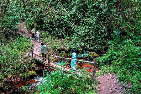 Jungle footpath garden path Photo