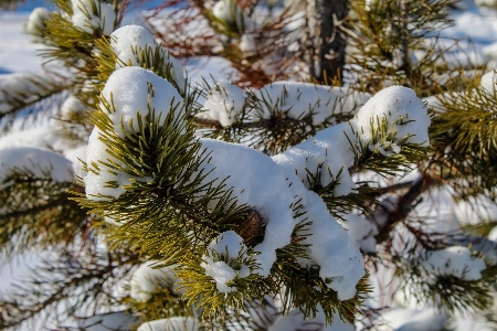 Nature columbian spruce balsam fir snow Photo