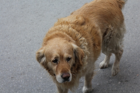 Foto Cane mammifero vertebrato
 di razza
