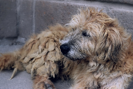 Foto Cachorro animal amarelo triste