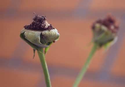 Foto Naturaleza flor planta brote