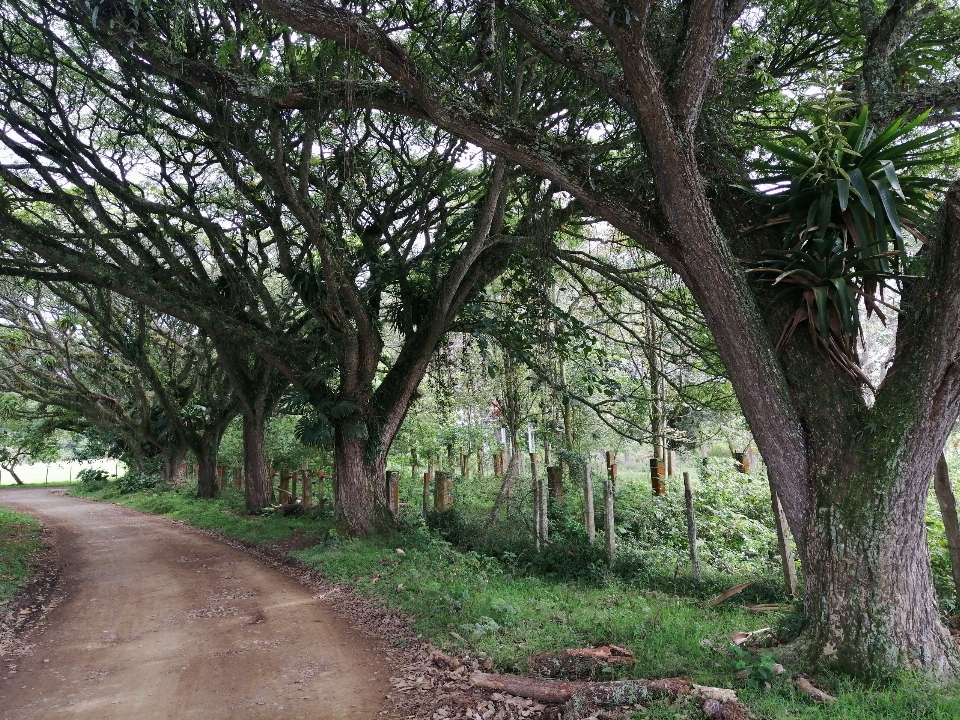 Natura boschi verde albero