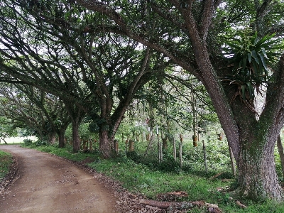 Nature woods green tree Photo