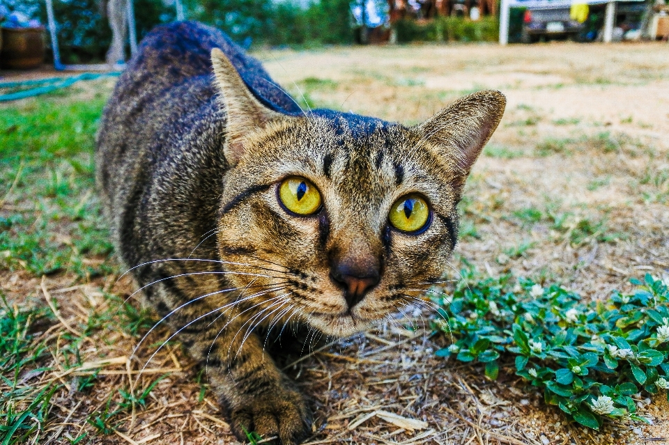 Menggemaskan satwa latar belakang cantik