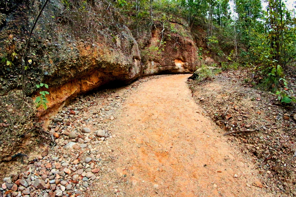 Selva sendero
 jardín camino