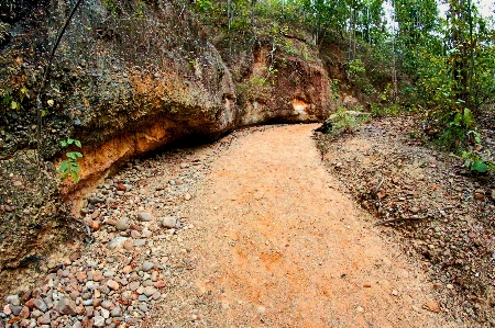 Jungle footpath garden path Photo