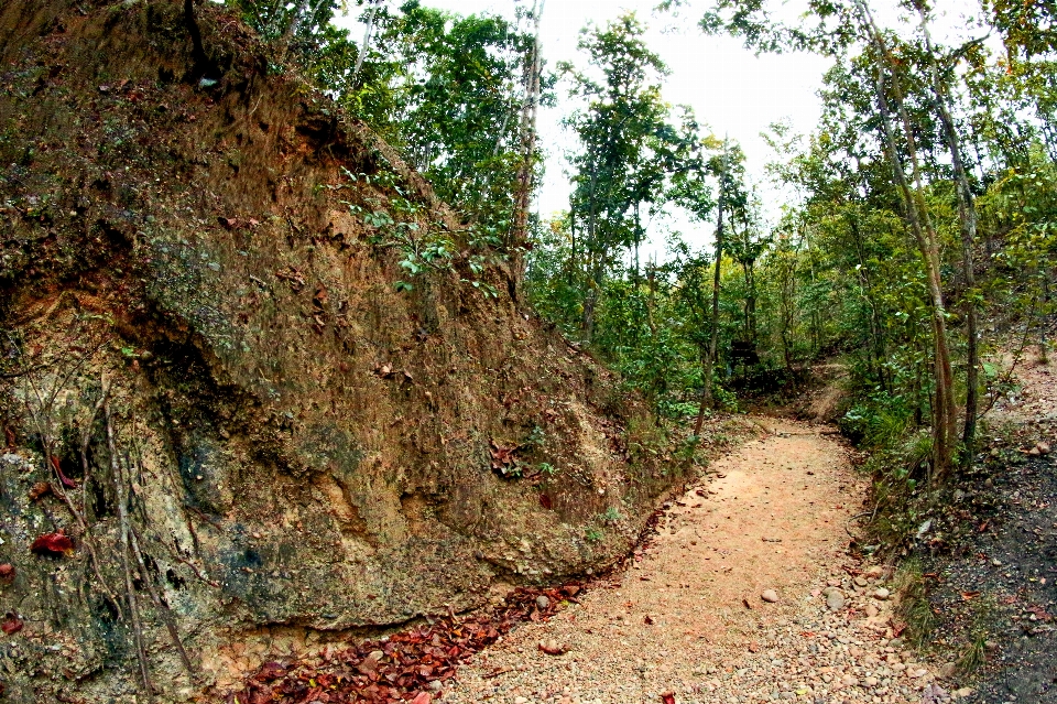 Jungle footpath garden path