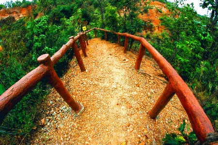 Jungle footpath garden path Photo