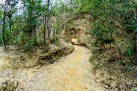 密林 歩道
 公園 道 写真