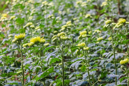 Beautiful beauty bloom blooming Photo