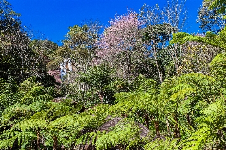 Beautiful beauty bloom blooming Photo