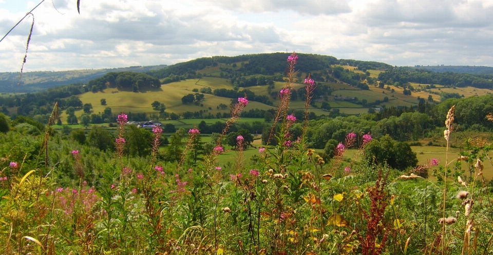 Nature vegetation hill meadow