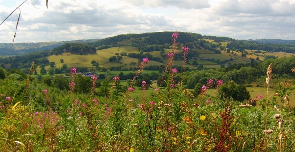 Nature vegetation hill meadow Photo