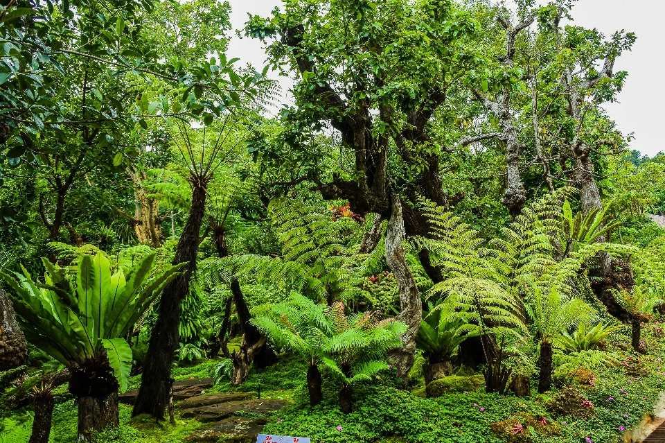 Hermoso belleza floración floreciente