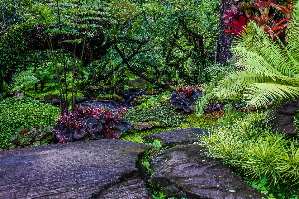 Bellissimo bellezza fioritura fiore