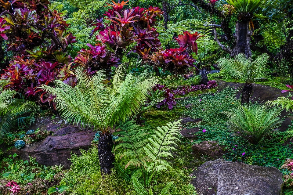 Lindo beleza florescer florescendo