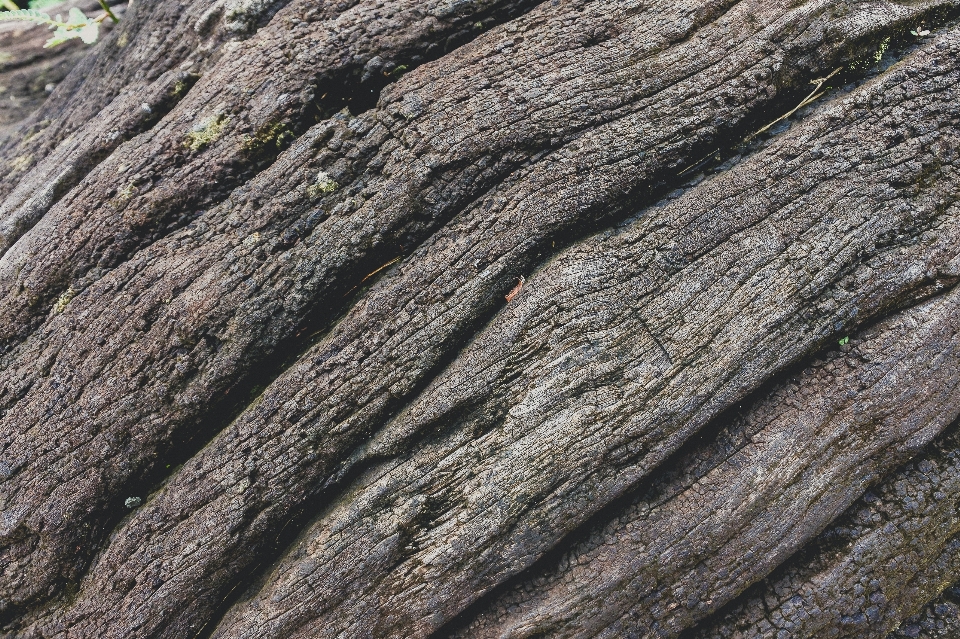 Abstract alpine background bark