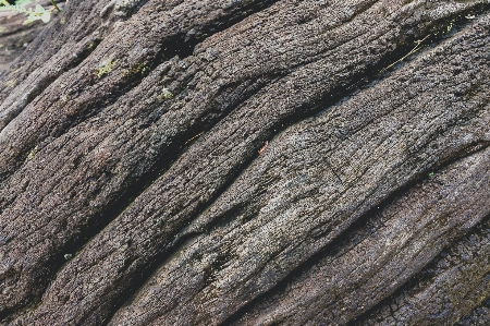 Abstract alpine background bark Photo