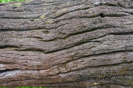 Abstract alpine background bark Photo