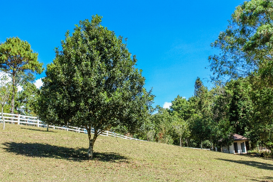 合欢树
 亚洲人 背景 大的