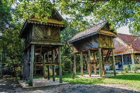 Foto Besar kobra raja naga
 melihat